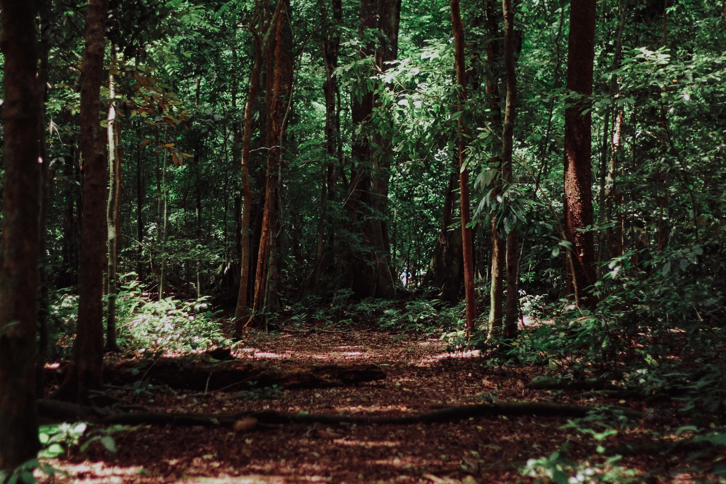 Comment la Caisse des Dépôts investit dans les forêts pour atteindre la neutralité carbone à l&rsquo;horizon 2050