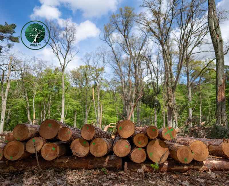 La forêt qui donne : la lutte des Menominee pour la durabilité