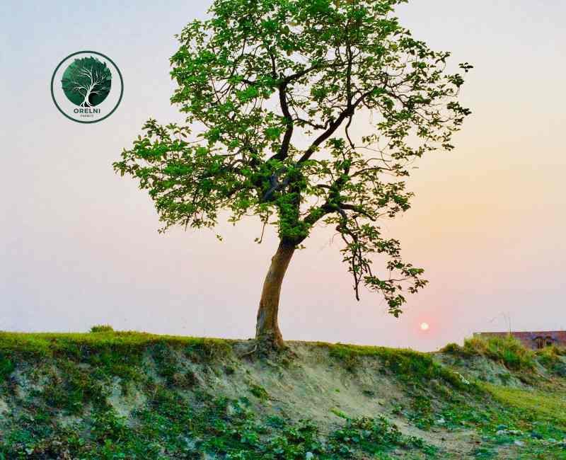 Arbres ou Machines : Le Duel des Capteurs de Carbone