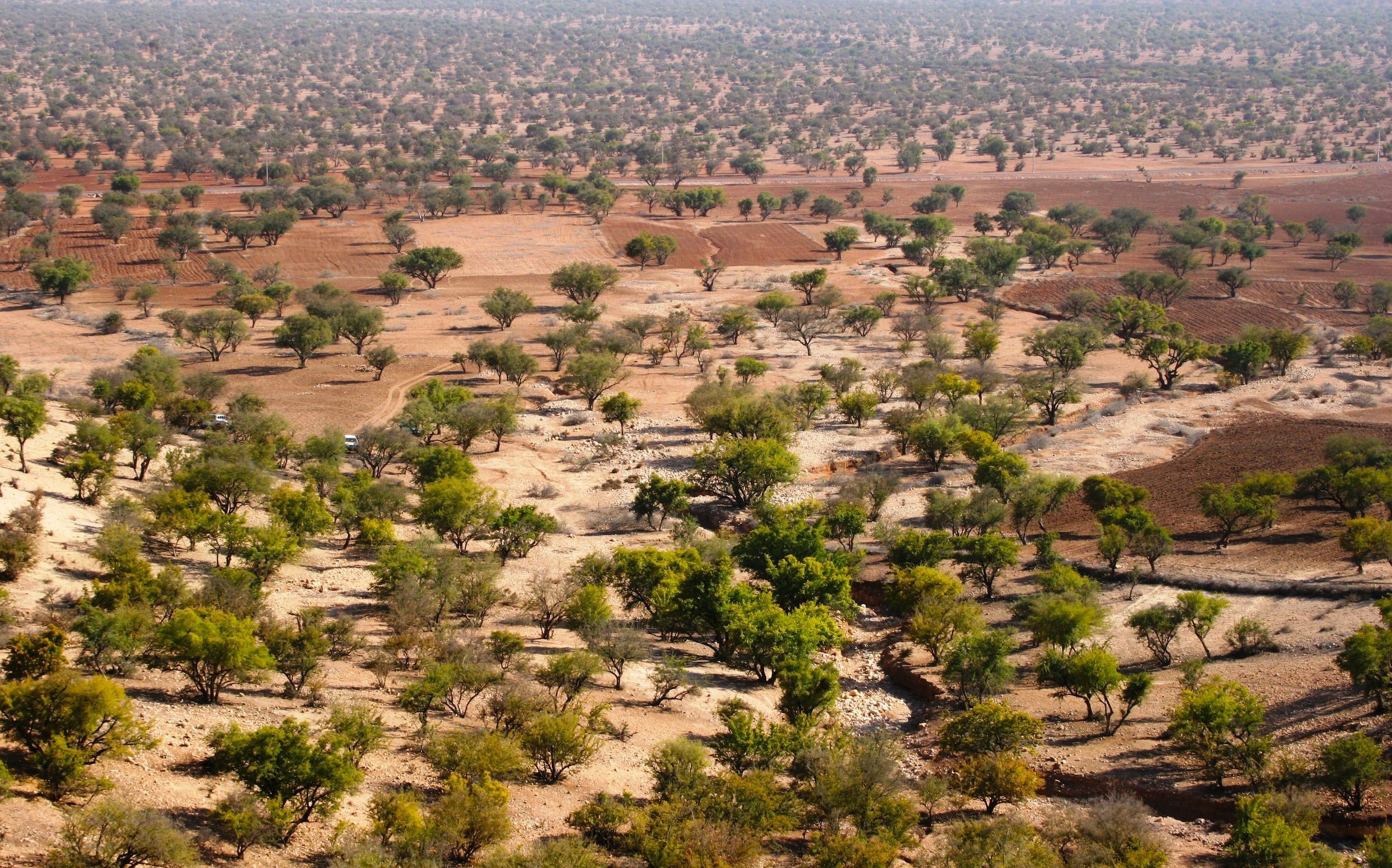 La Stratégie « Forêts du Maroc 2020-2030 » pour la conservation et la valorisation durable des forêts marocaines